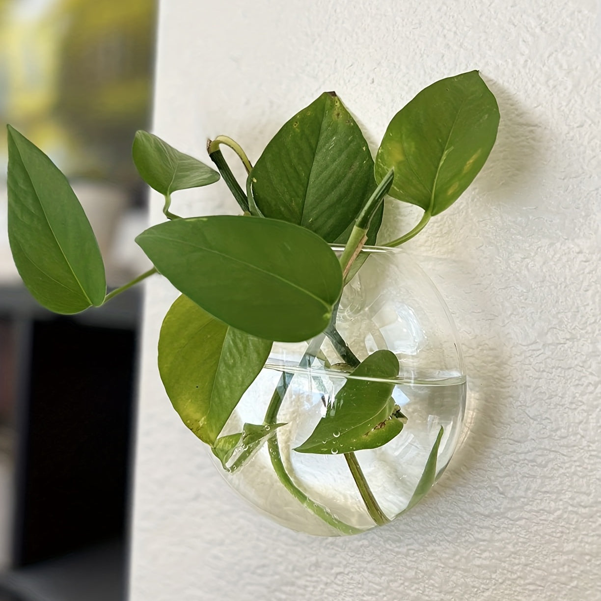 Wall Hanging Glass Terrariums Planter Oblate