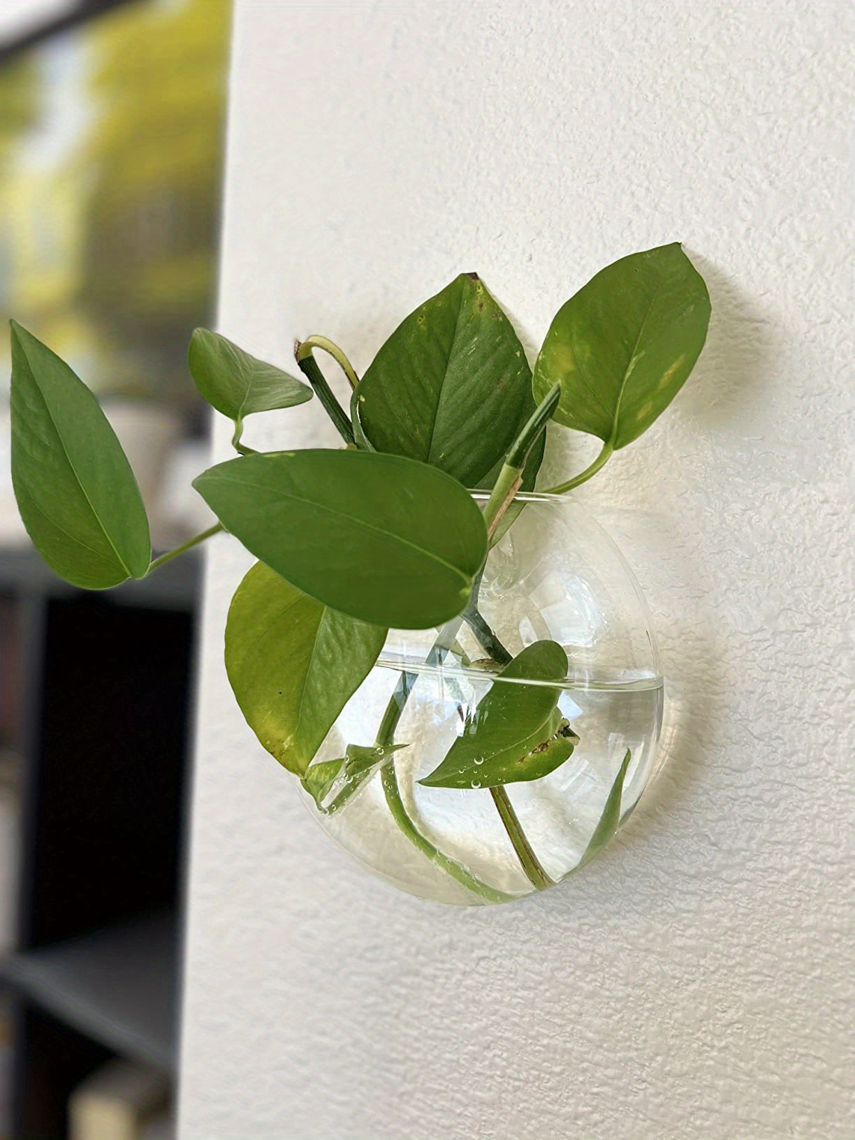 Wall Hanging Glass Terrariums Planter Oblate